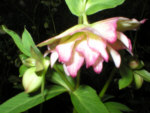 Helleborus x hybridus Double Picotee
